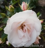 Aspirin Rose Aspirin Rose