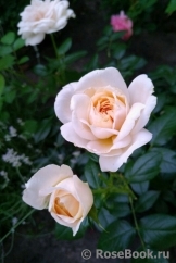 Lions Rose Lions Rose