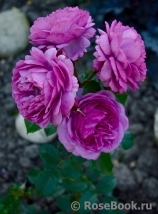 Rose Thelma