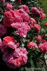 Rosarium Uetersen Rosarium Uetersen