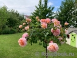 Abraham Darby Abraham Darby