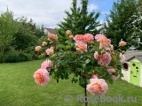 Abraham Darby