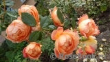 Lady of Shalott Lady of Shalott