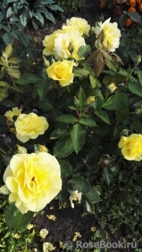 Friesia Friesia