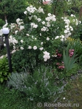 Aspirin Rose Aspirin Rose