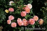 Augusta Luise Augusta Luise