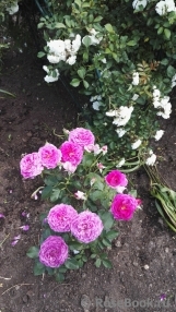 Scent of Woman ® Scent of Woman ®