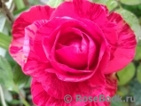 Red Intuition Red Intuition