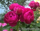 Ascot Ascot