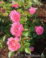 Kolner Flora Kolner Flora