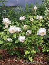 Desdemona Desdemona