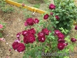 Burgundy Ice Burgundy Ice