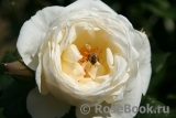 Uetersener Klosterrose Uetersener Klosterrose