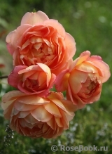 Lady of Shalott Lady of Shalott