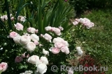 Hans Gonewein Rose Hans Gonewein Rose
