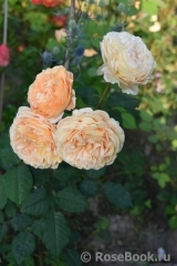 Crown Princess Margareta® Crown Princess Margareta®