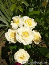 Cream Abundance Cream Abundance
