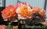 Augusta Luise Augusta Luise