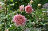 Jubilee Celebration® Jubilee Celebration®