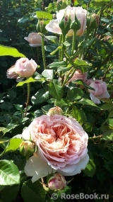 Abraham Darby Abraham Darby