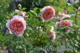 Abraham Darby Abraham Darby