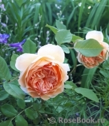Crown Princess Margareta® Crown Princess Margareta®
