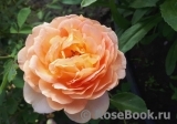 Lady of Shalott Lady of Shalott