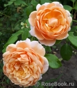 Lady of Shalott Lady of Shalott