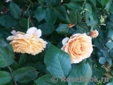 Crown Princess Margareta® Crown Princess Margareta®