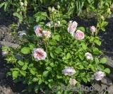 Claire Rose Claire Rose