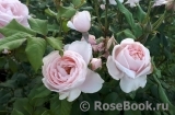Claire Rose Claire Rose
