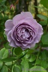 Novalis Novalis