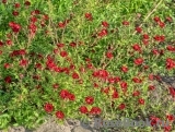 Red Cascade Red Cascade