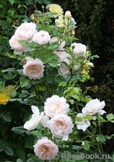 Crocus Rose® Crocus Rose®