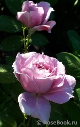 Alan Titchmarsh Alan Titchmarsh