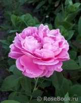 Alan Titchmarsh Alan Titchmarsh