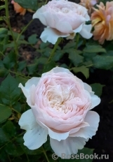 Rosalind Rosalind