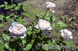 Rosalind Rosalind