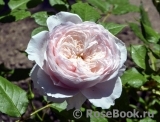 Rosalind Rosalind