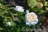Crocus Rose® Crocus Rose®