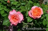 Augusta Luise Augusta Luise