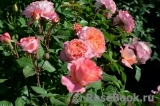 Augusta Luise Augusta Luise