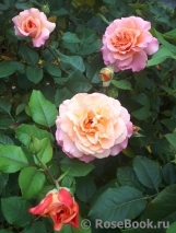 Augusta Luise Augusta Luise