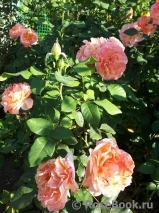 Augusta Luise Augusta Luise