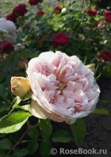 Mariatheresia Mariatheresia