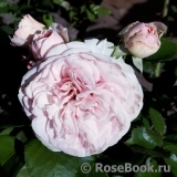 Mariatheresia Mariatheresia