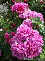 Princess Anne Princess Anne