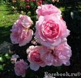 Home & Garden Home & Garden