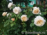 Crocus Rose® Crocus Rose®