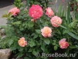 Augusta Luise Augusta Luise